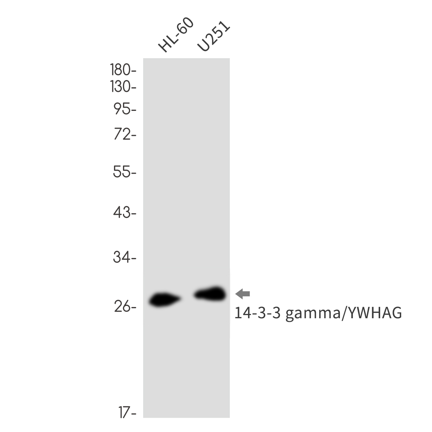 14-3-3 gamma Rabbit mAb