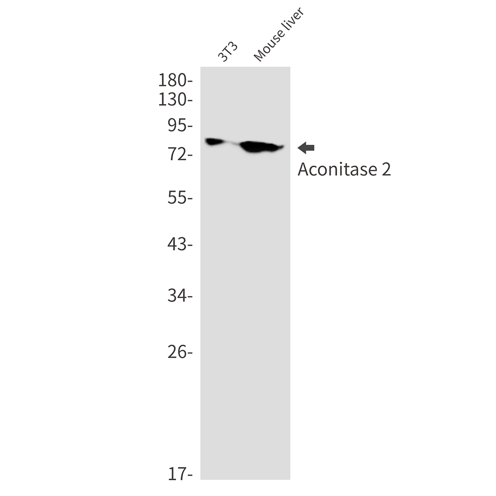 Aconitase 2 Rabbit mAb