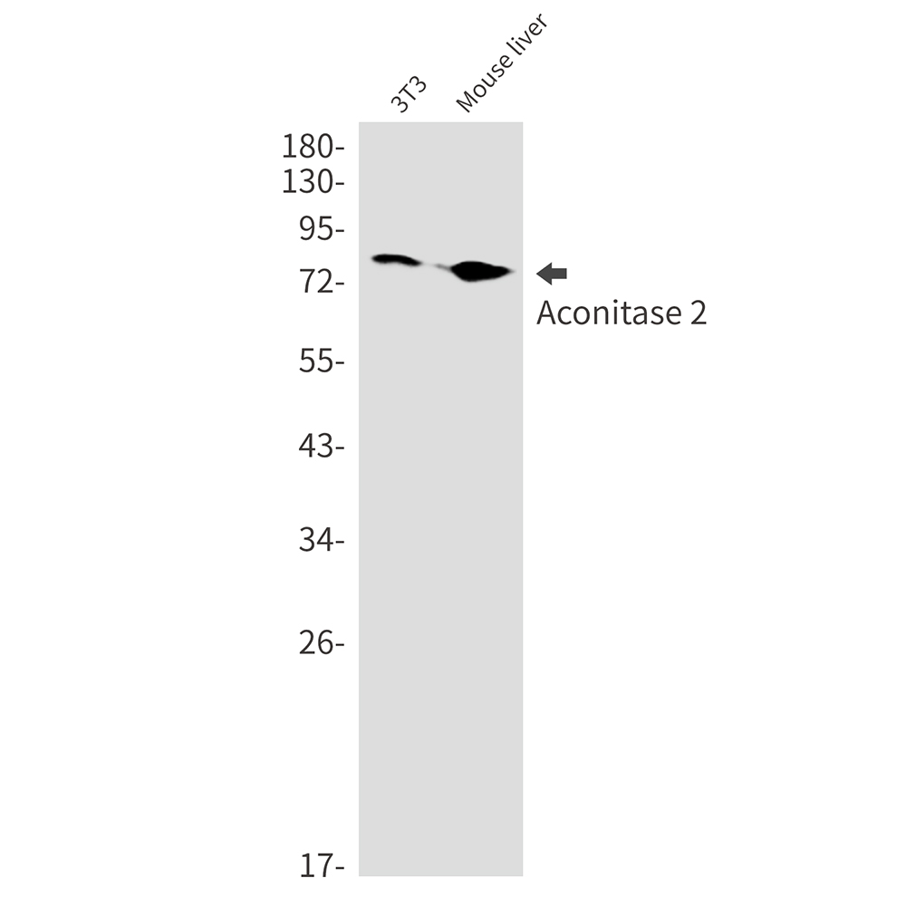 Aconitase 2 Rabbit mAb