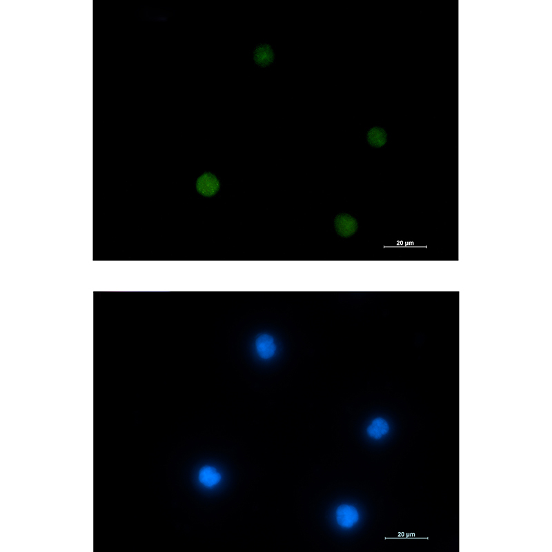 ACTL6A Rabbit mAb