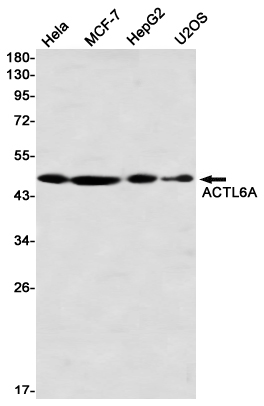 ACTL6A Rabbit mAb