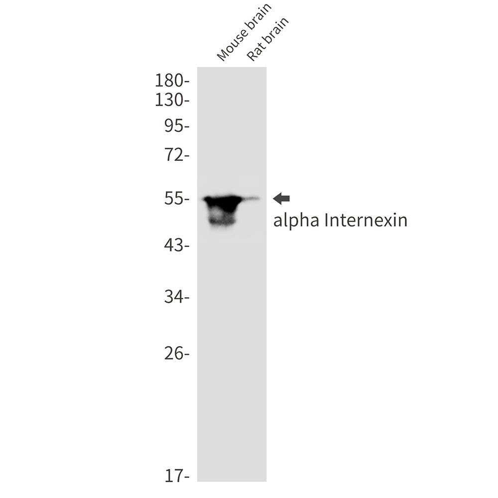 alpha Internexin Rabbit mAb