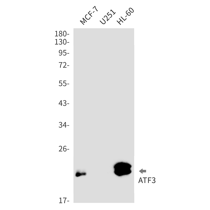 ATF3 Rabbit mAb