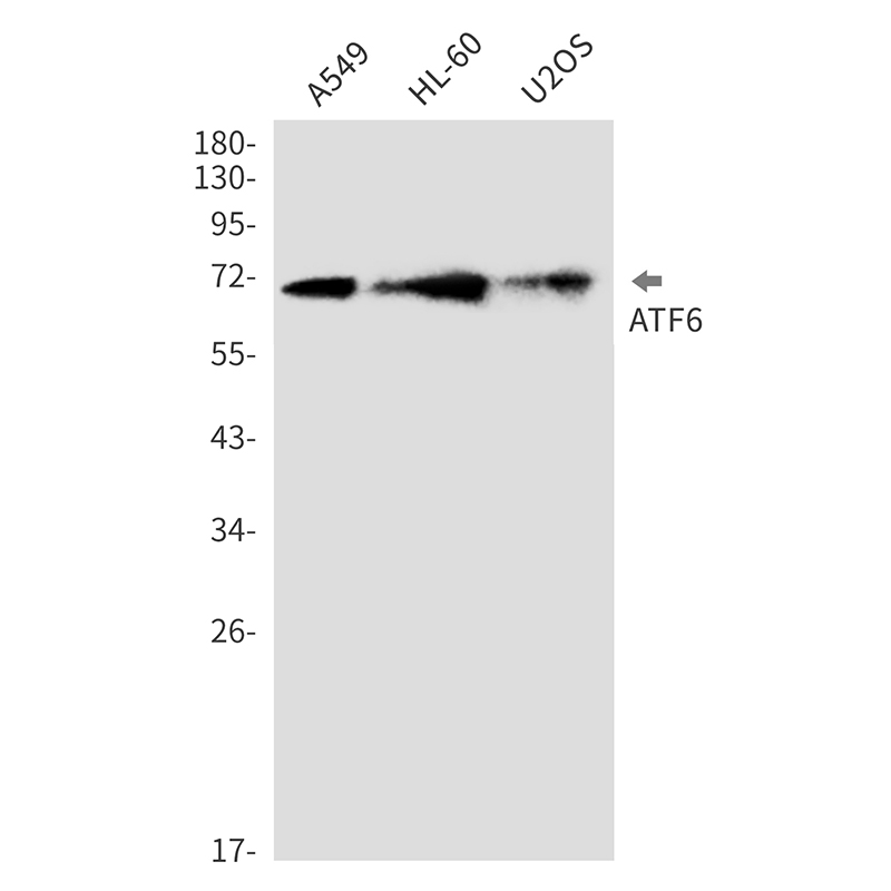 ATF6 Rabbit mAb