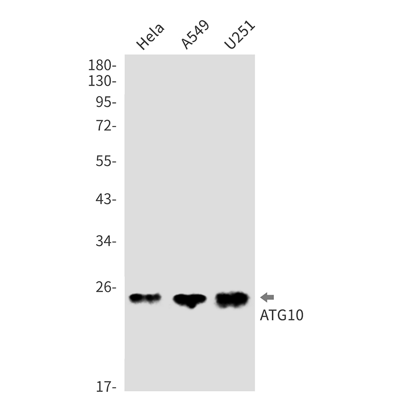 ATG10 Rabbit mAb