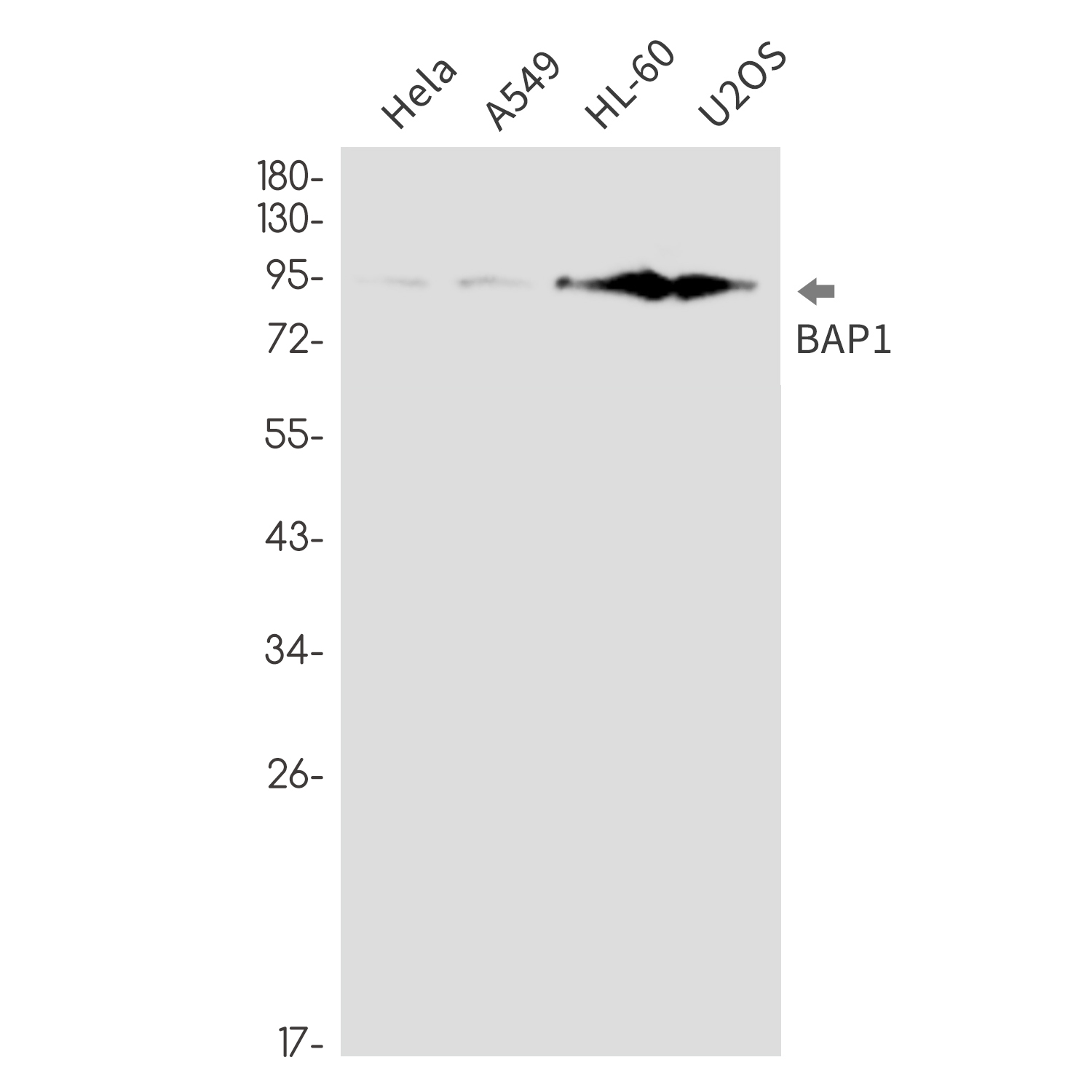 BAP1 Rabbit mAb