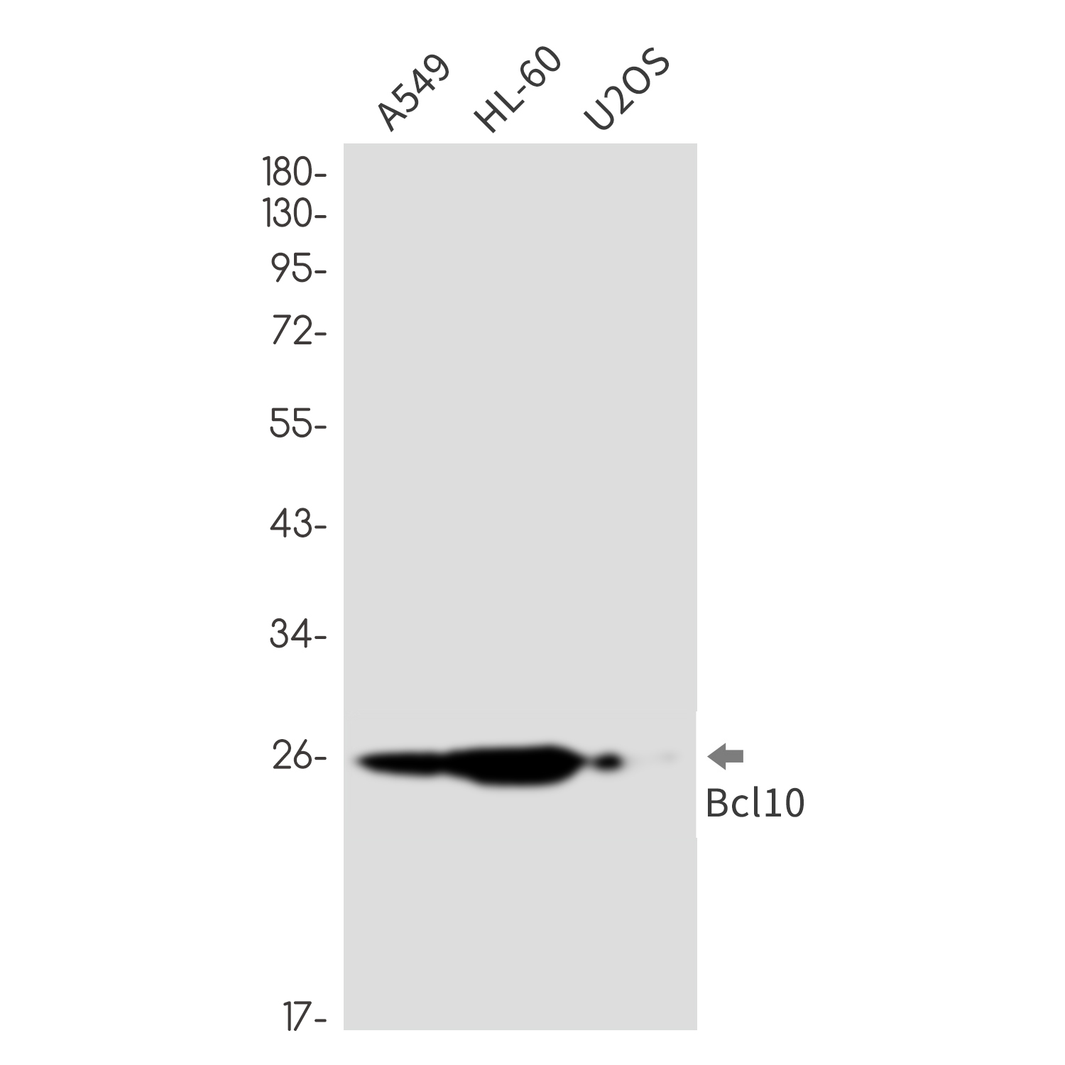 Bcl10 Rabbit mAb