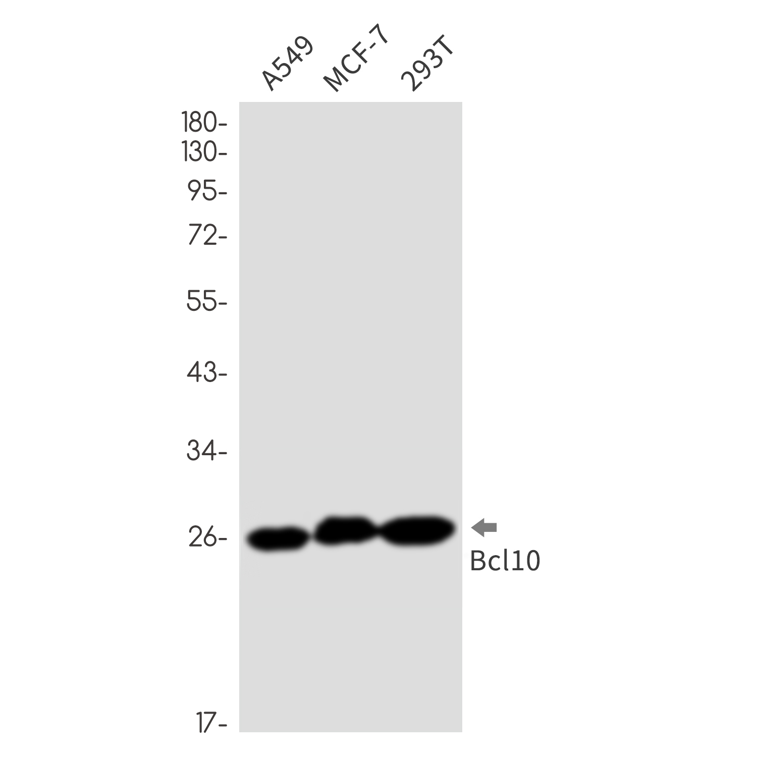 Bcl10 Rabbit mAb