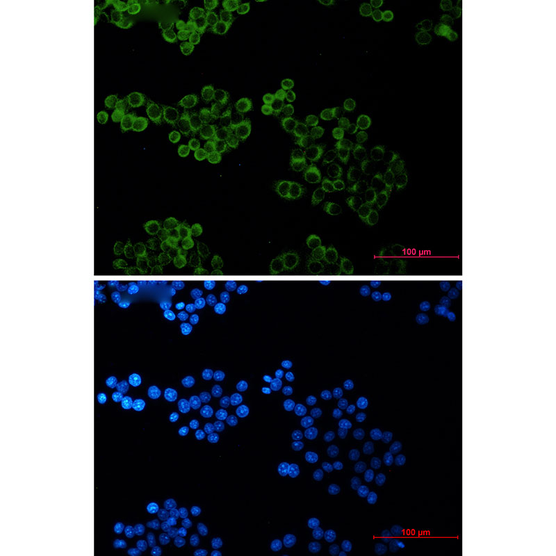 Bid Rabbit mAb