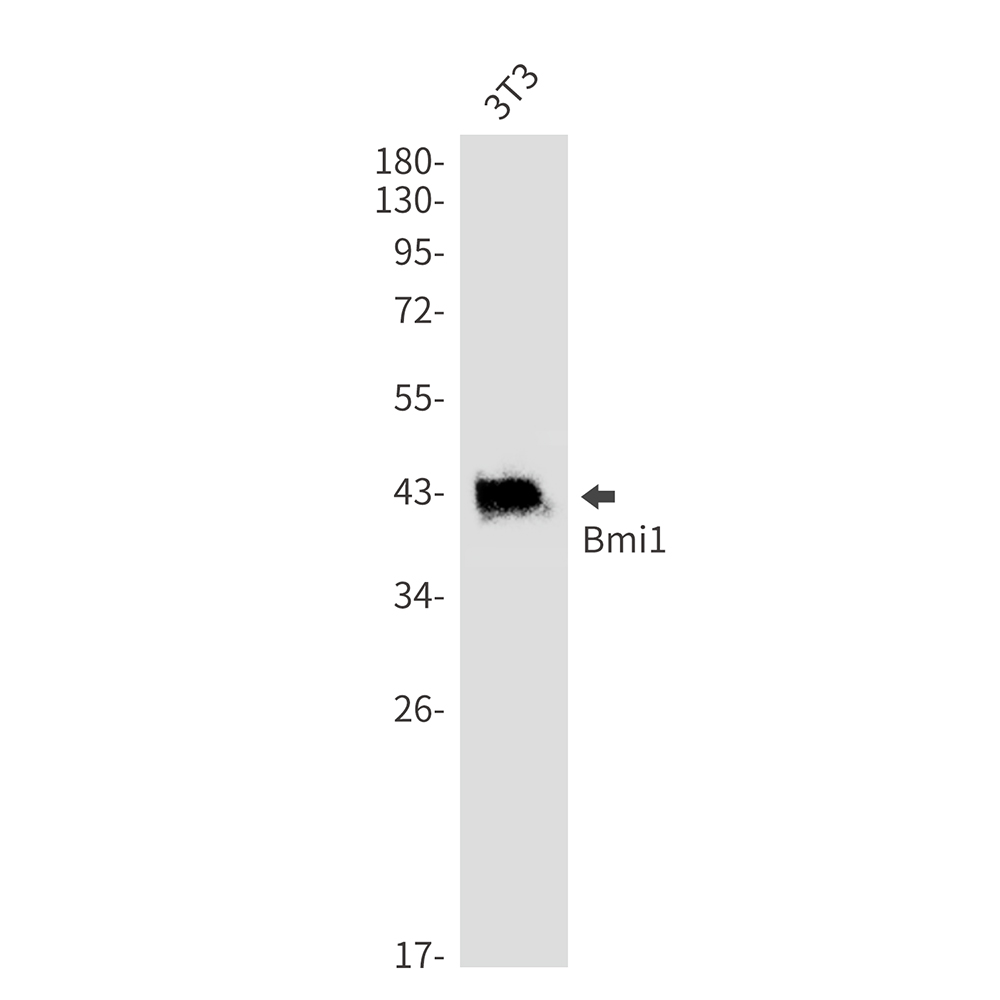 BMI1 Rabbit mAb