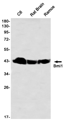 BMI1 Rabbit mAb