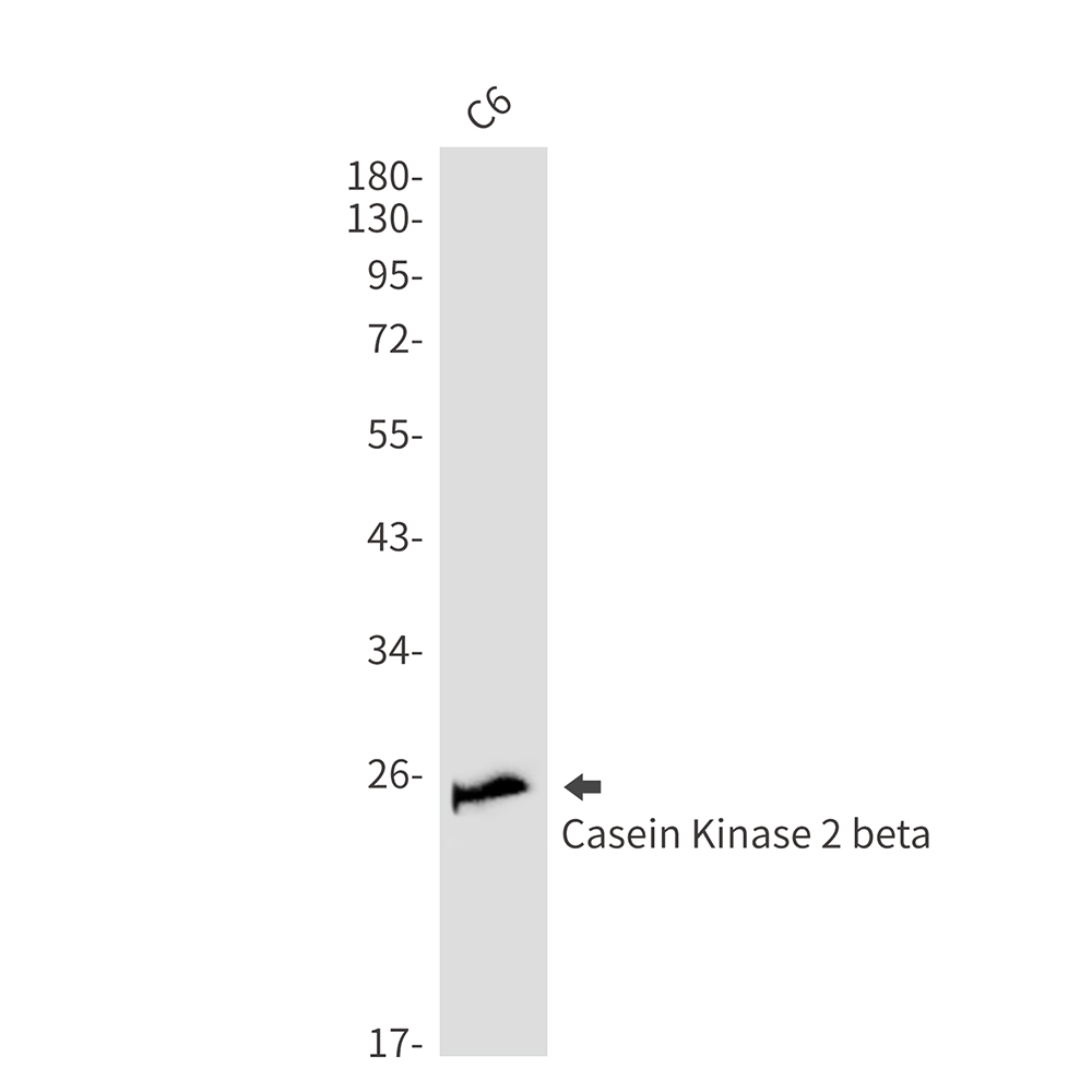 Casein Kinase 2 beta Rabbit mAb