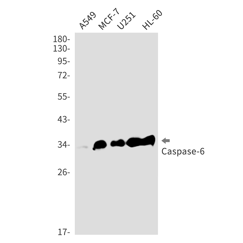 Caspase 6 Rabbit mAb