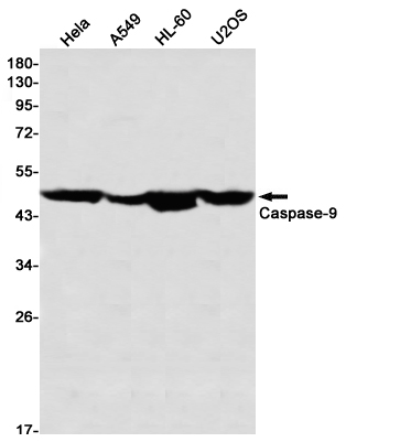 Caspase 9 Rabbit mAb