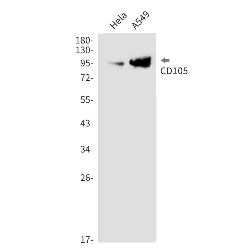 CD105 Rabbit mAb