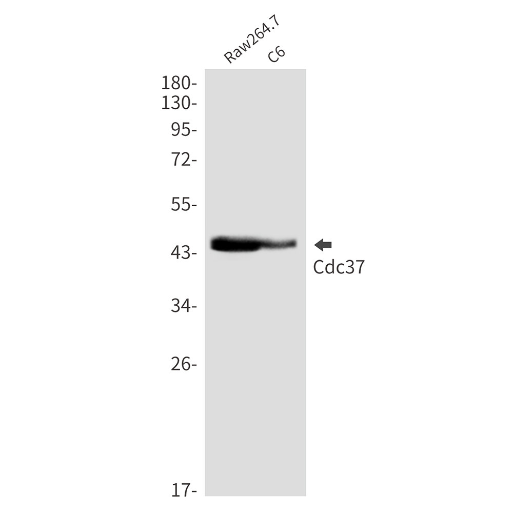 CDC37 Rabbit mAb