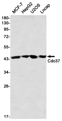 CDC37 Rabbit mAb