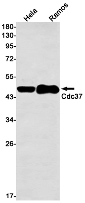 CDC37 Rabbit mAb