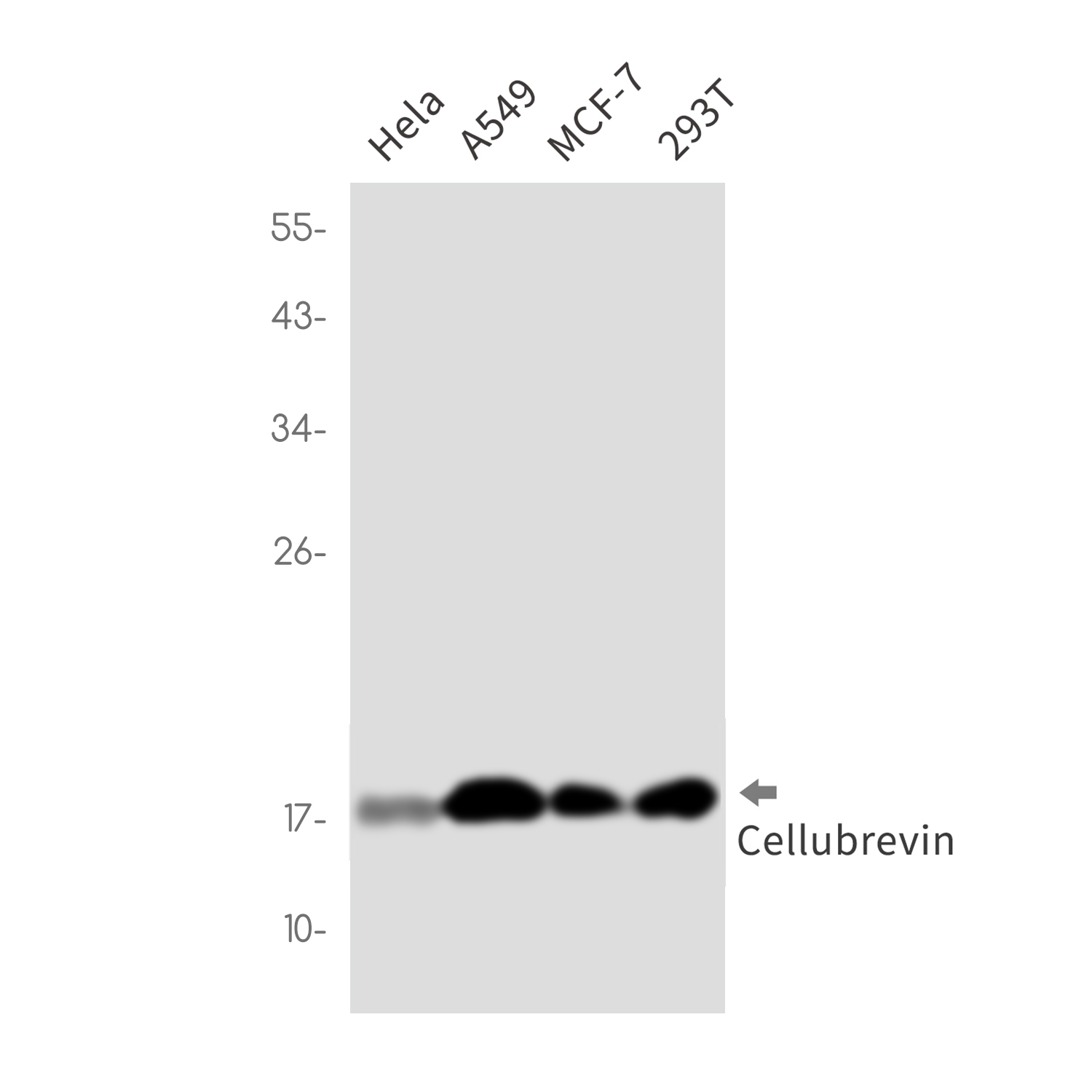 Cellubrevin Rabbit mAb