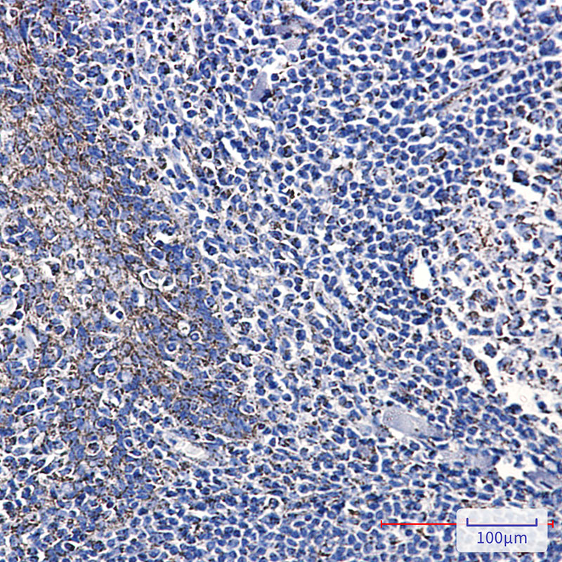 Citrate Synthetase Rabbit mAb