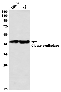 Citrate Synthetase Rabbit mAb