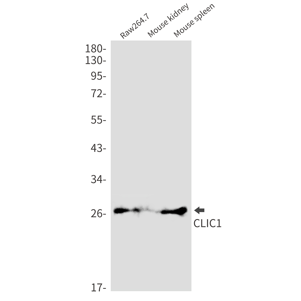 CLIC1 Rabbit mAb