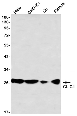 CLIC1 Rabbit mAb