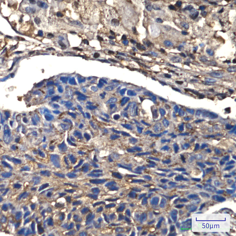 Cofilin Rabbit mAb