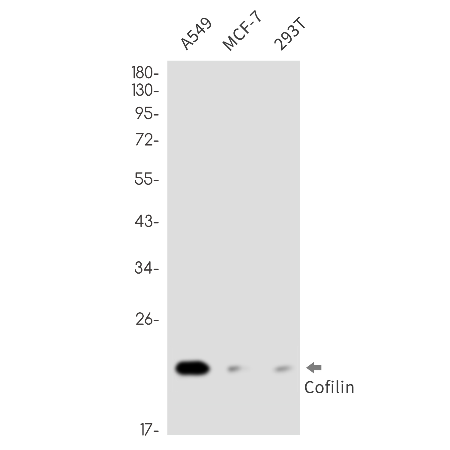 Cofilin Rabbit mAb