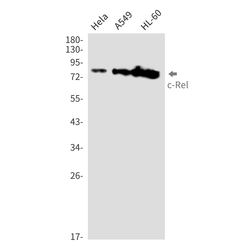 c-Rel Rabbit mAb