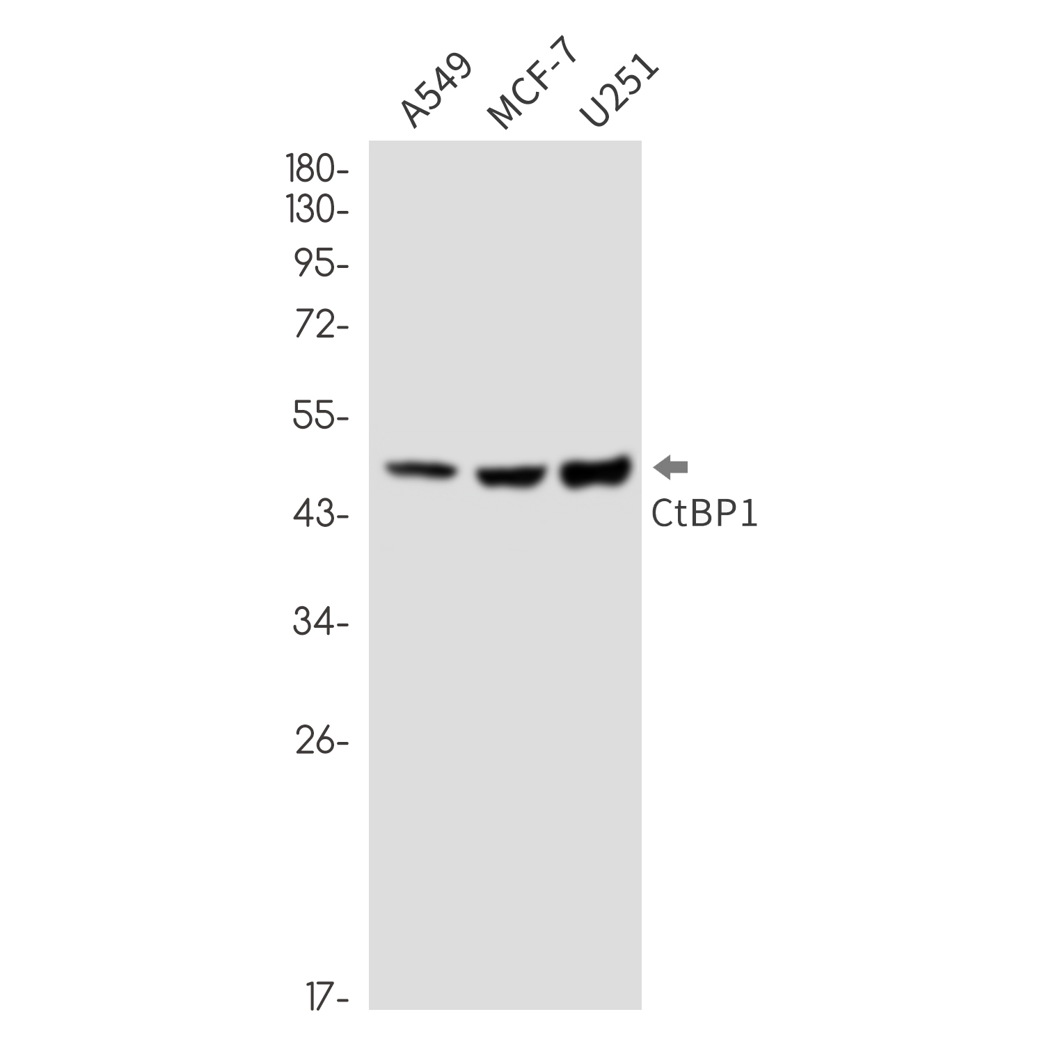 CTBP1 Rabbit mAb