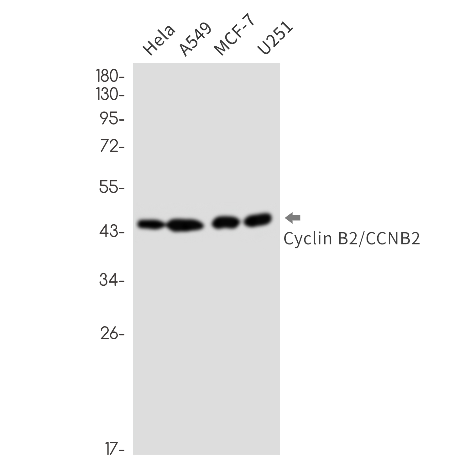 Cyclin B2 Rabbit mAb