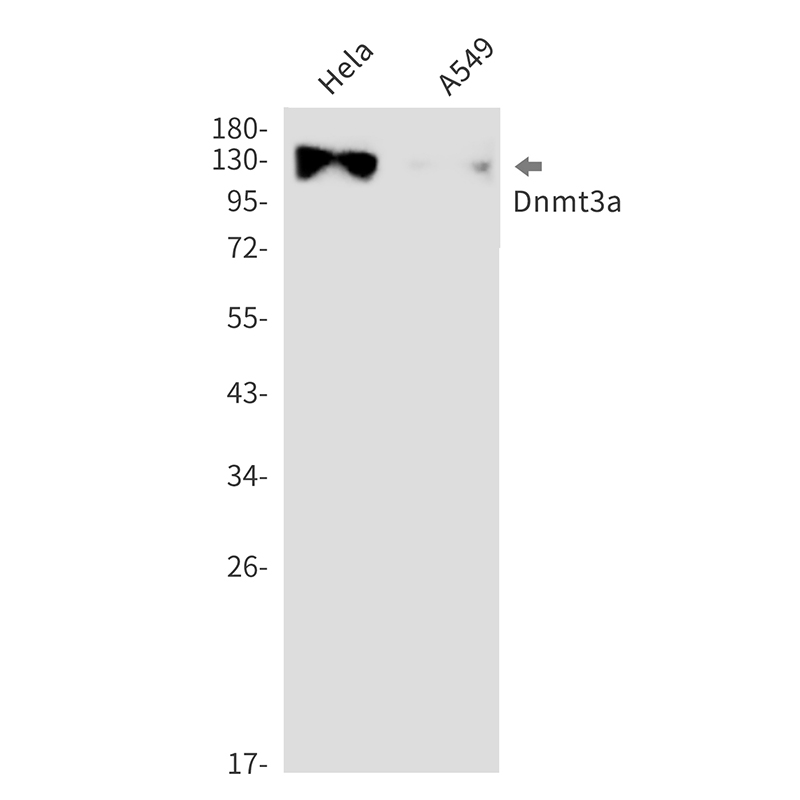 Dnmt3a Rabbit mAb