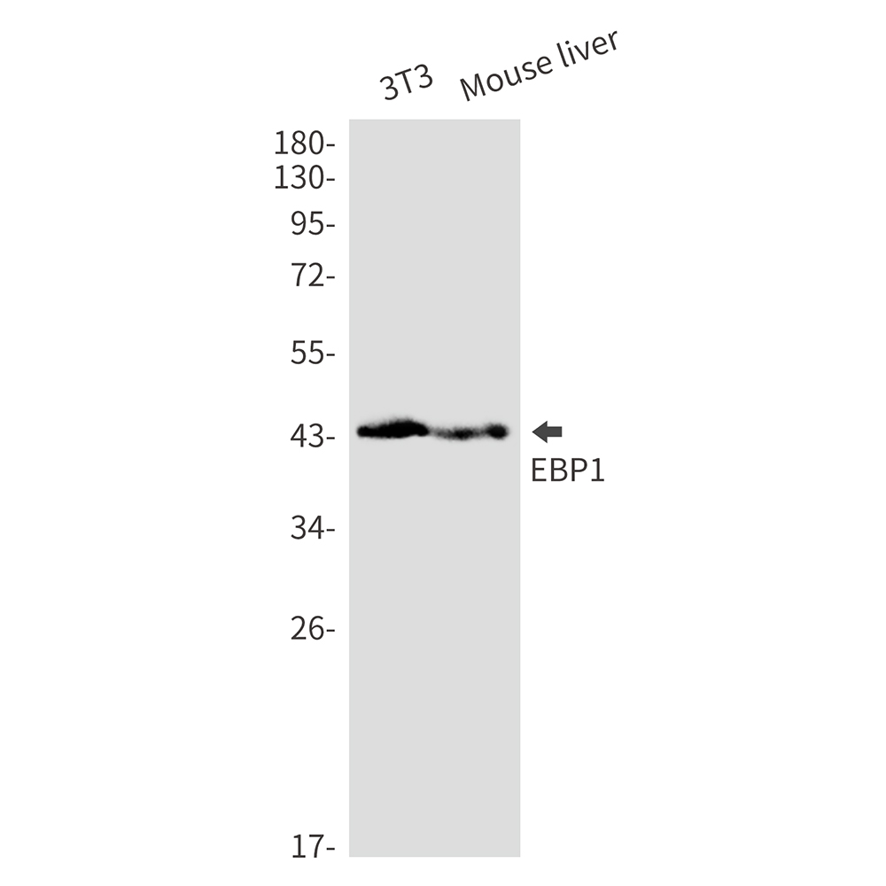 EBP1 Rabbit mAb