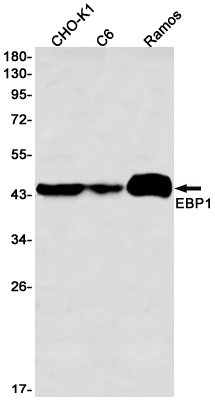 EBP1 Rabbit mAb