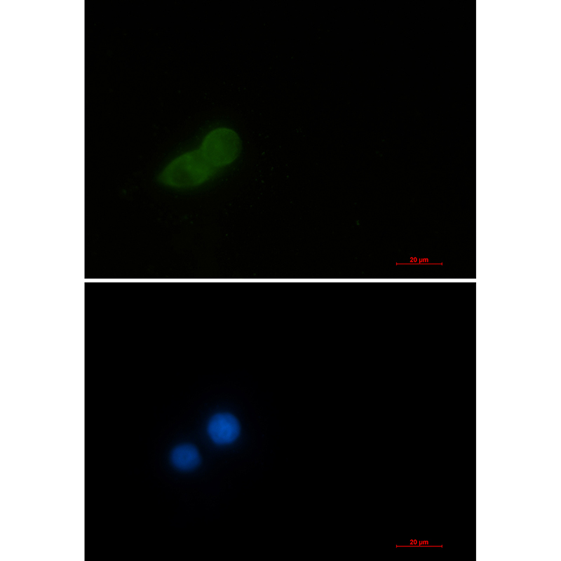 Elongation Factor 1A1 Rabbit mAb