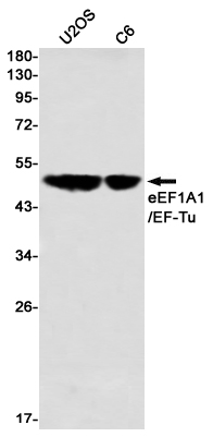 Elongation Factor 1A1 Rabbit mAb