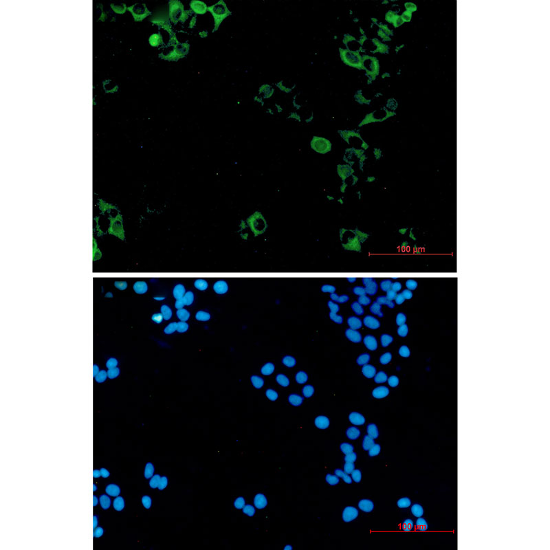 Eg5 Rabbit mAb