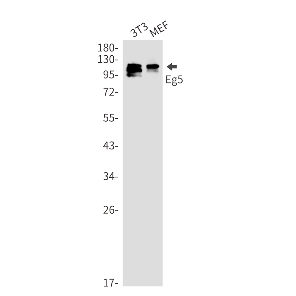 Eg5 Rabbit mAb