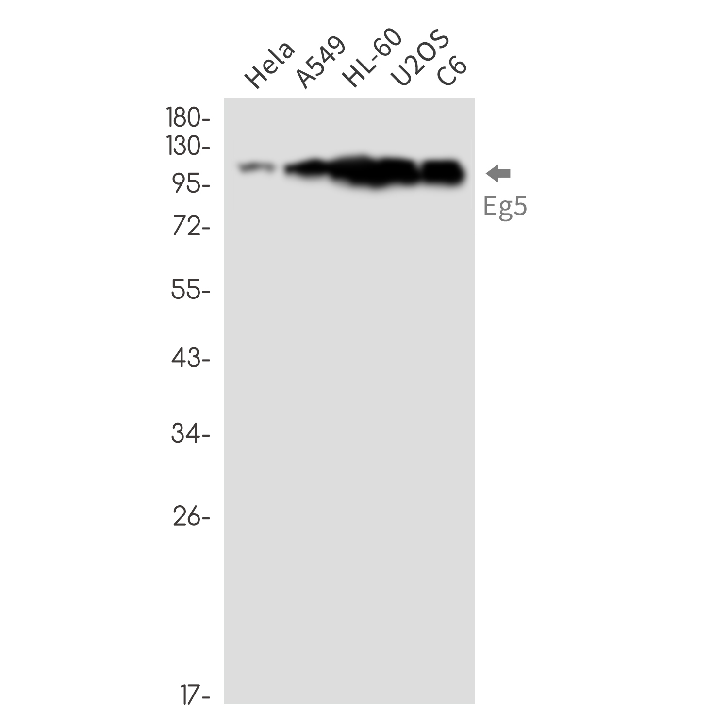 Eg5 Rabbit mAb