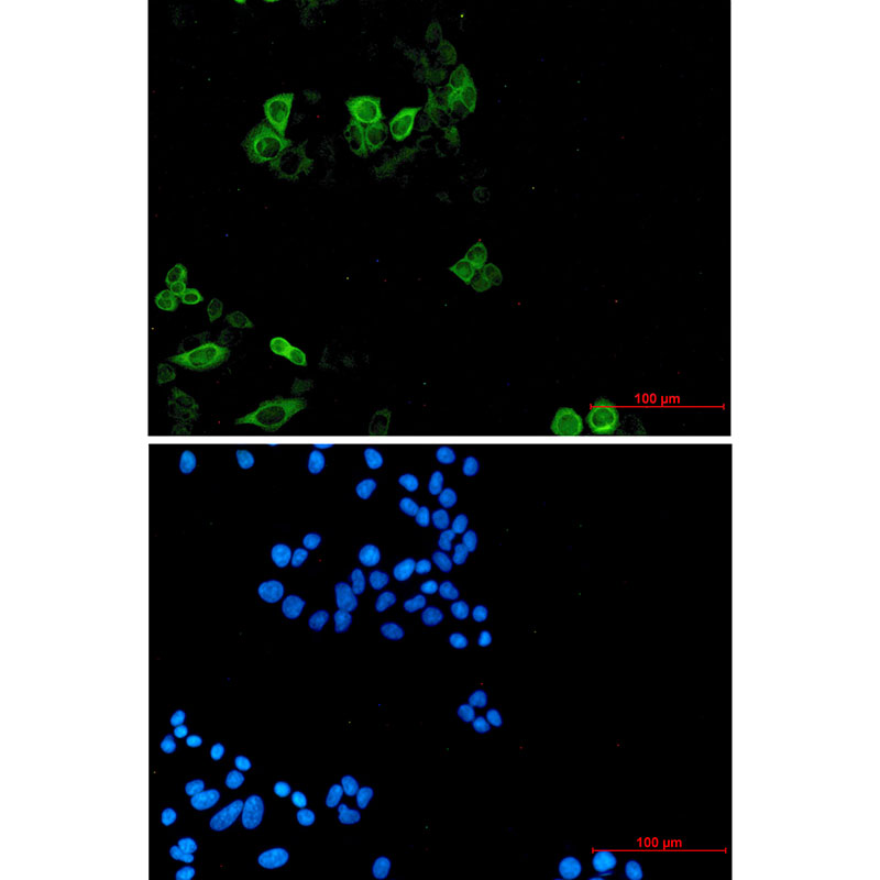 Eg5 Rabbit mAb