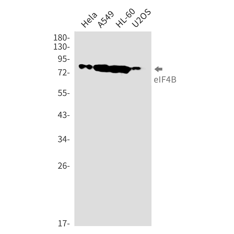 eIF4B Rabbit mAb