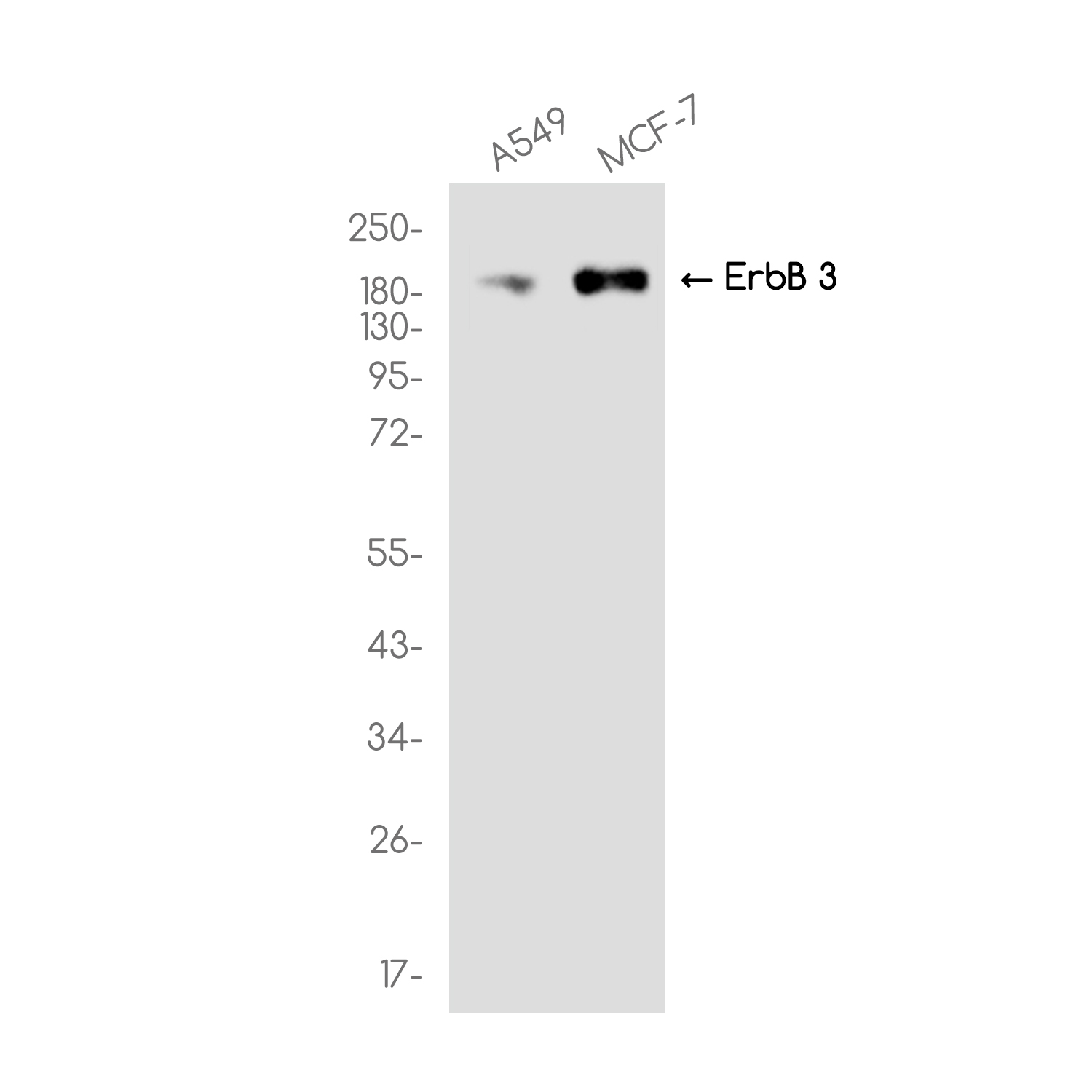 ErbB 3 Rabbit mAb