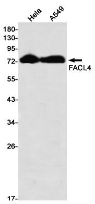 FACL4 Rabbit mAb