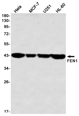 FEN1 Rabbit mAb