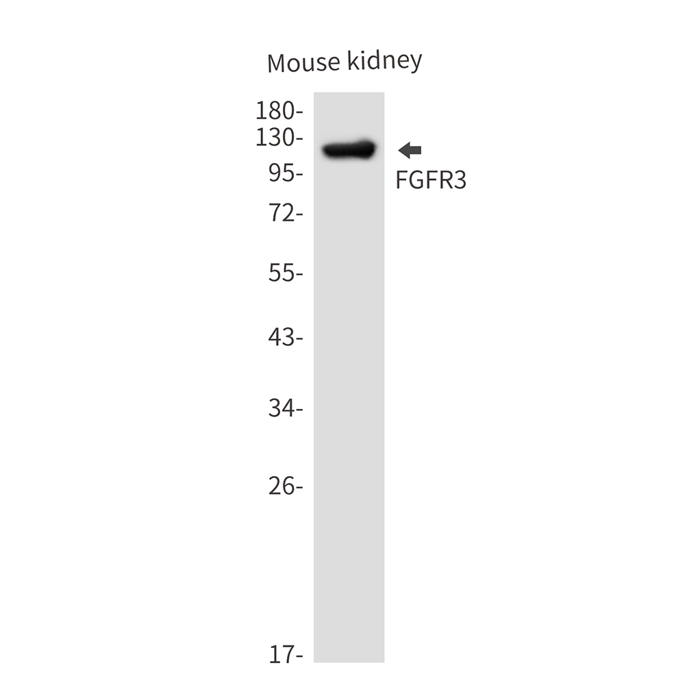 FGFR3 Rabbit mAb