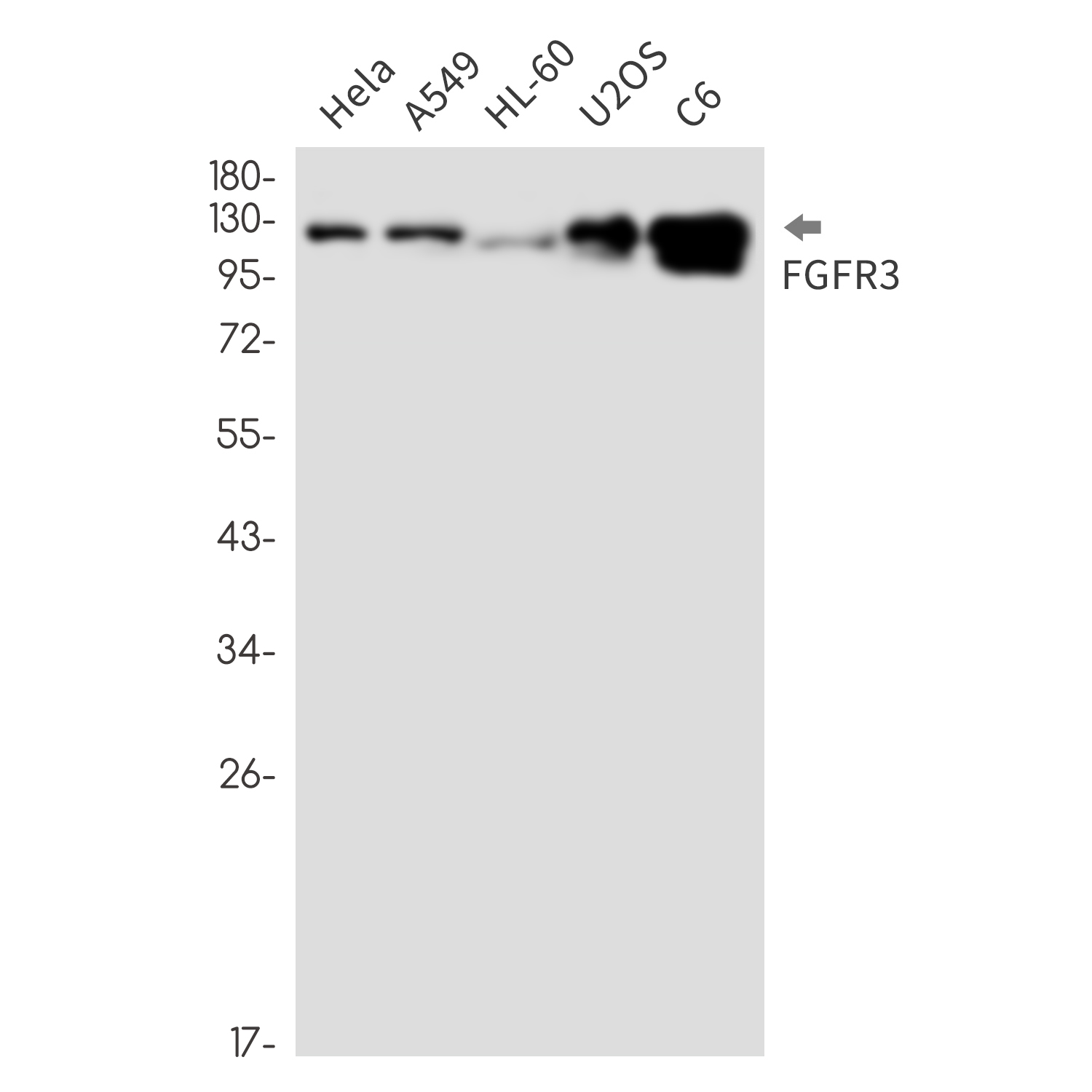 FGFR3 Rabbit mAb