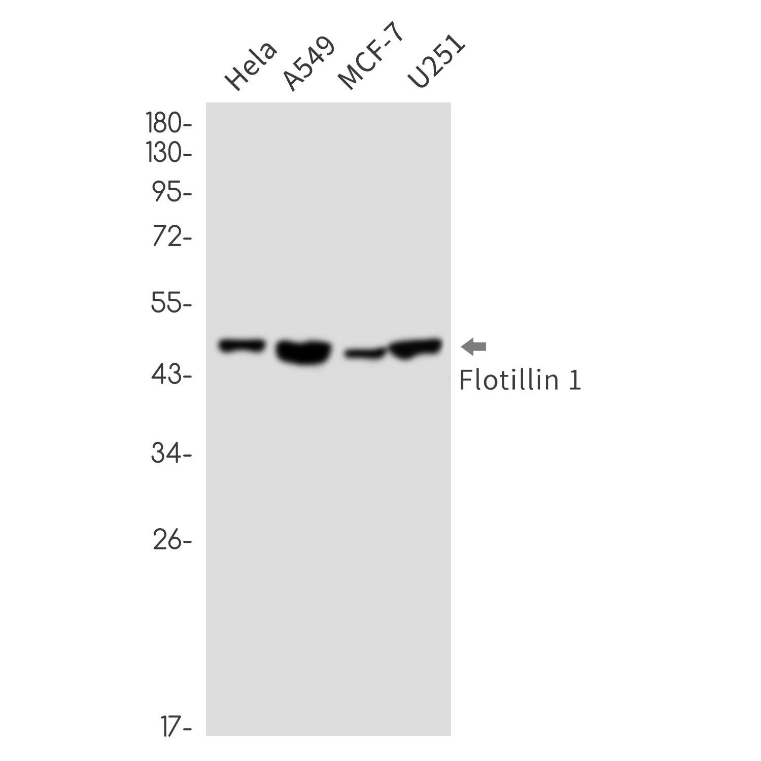 Flotillin 1 Rabbit mAb