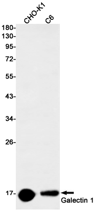 Galectin 1 Rabbit mAb