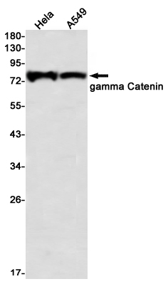 gamma Catenin Rabbit mAb